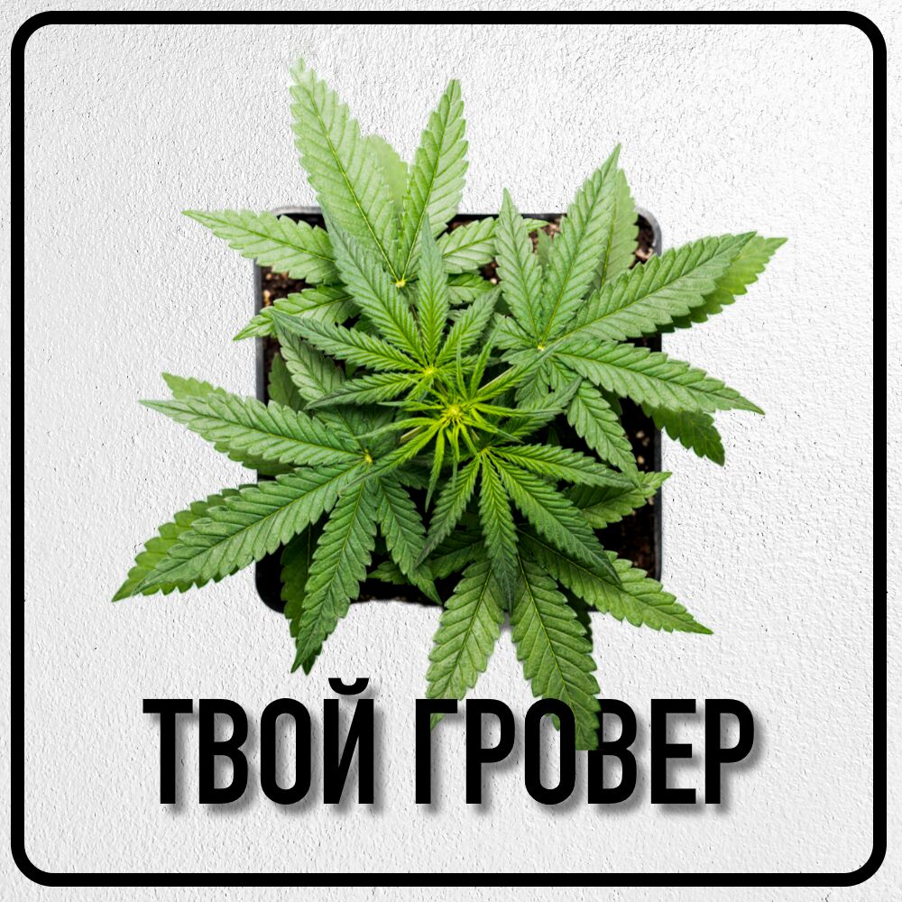 Твой Гровер